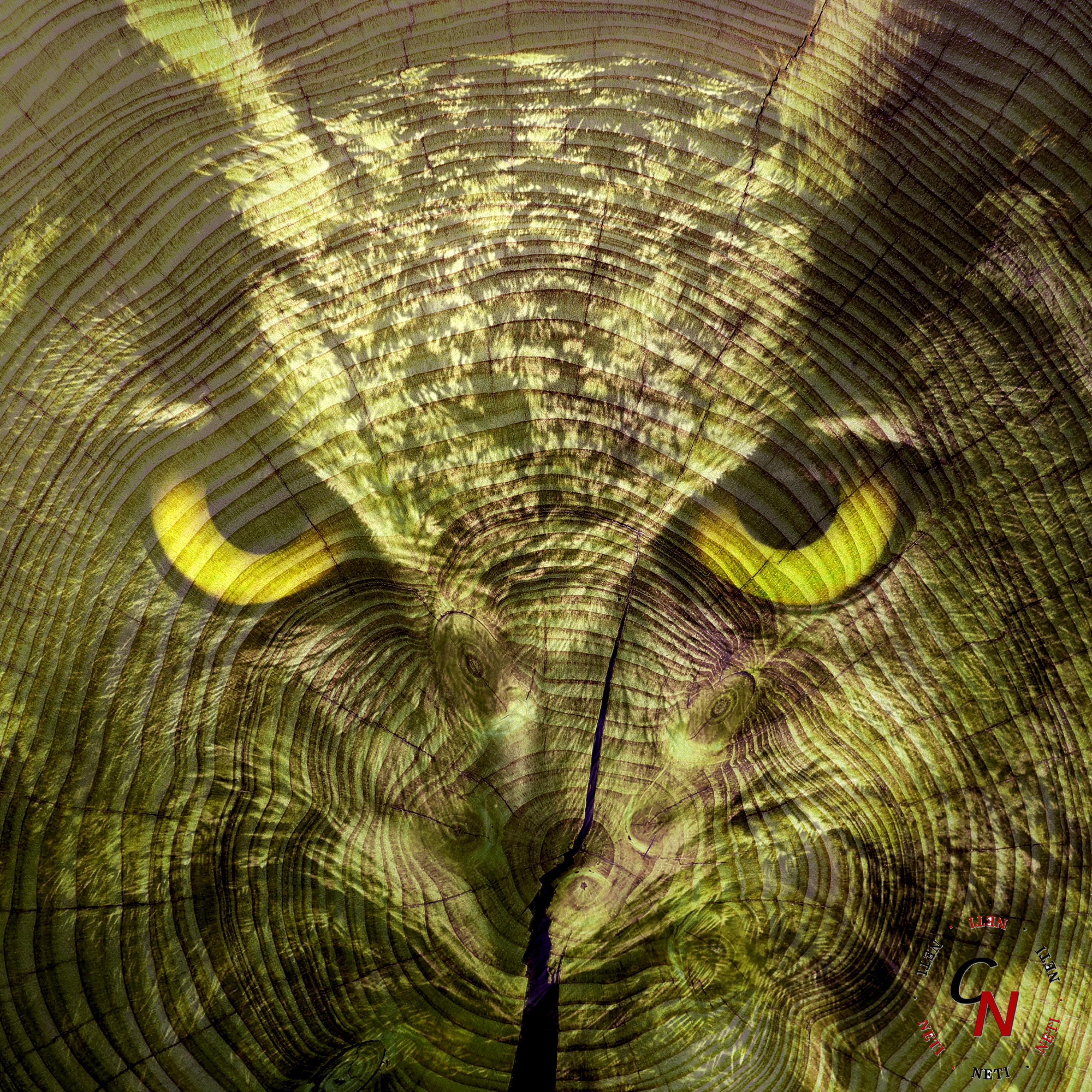 Nocturnal