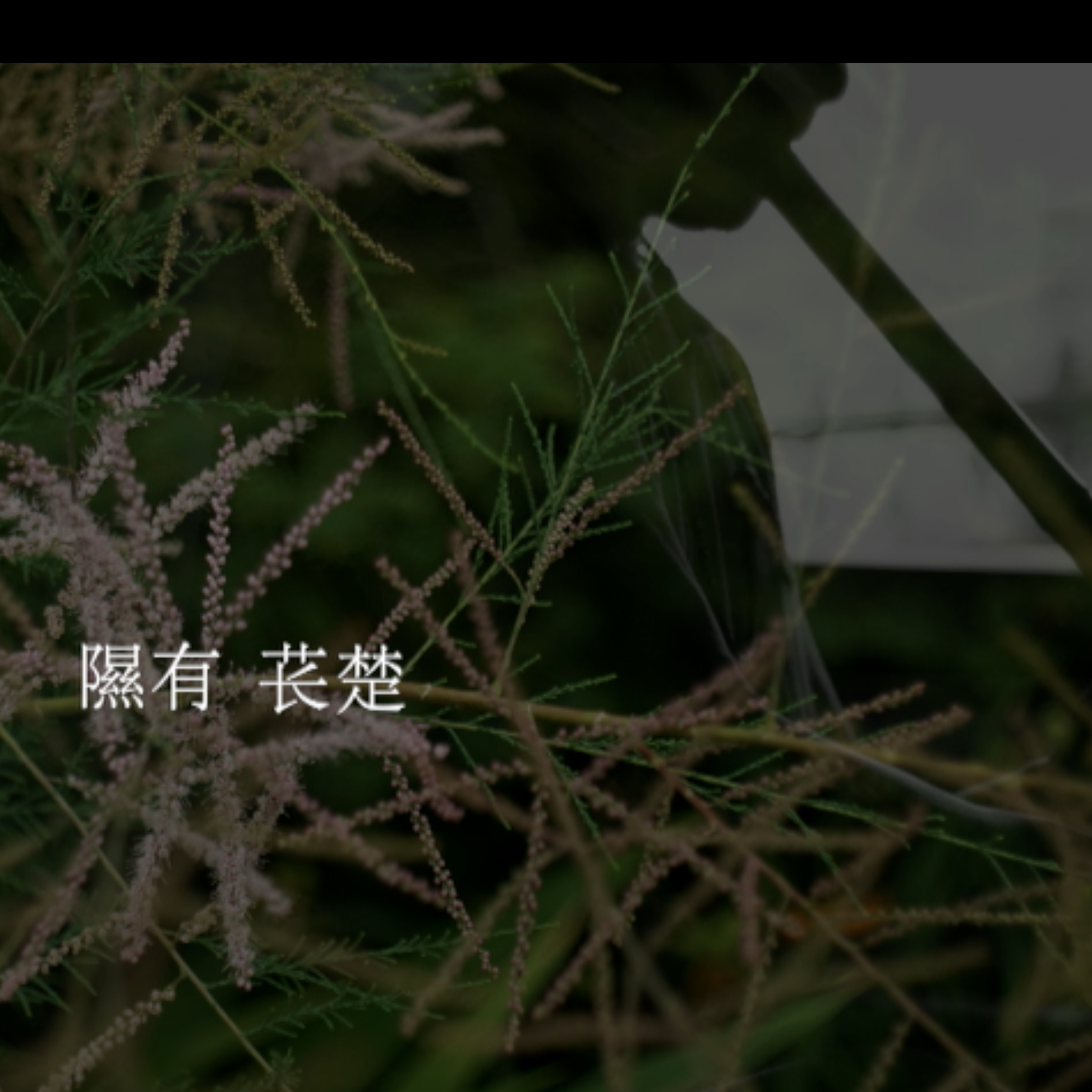 箫·诗经·隰有苌楚