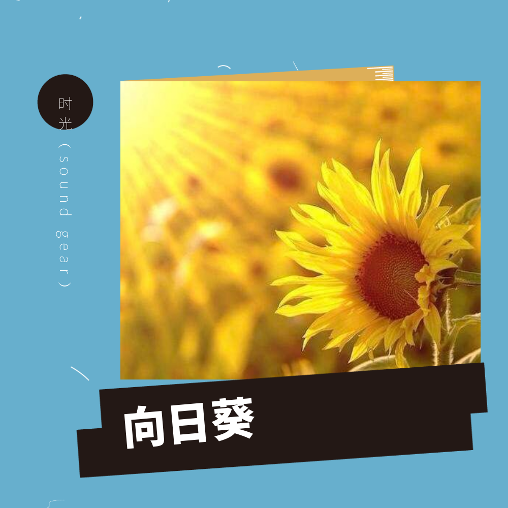 向日葵专辑