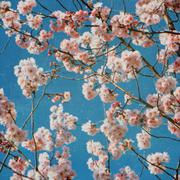 cherry blossom origami