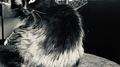 Music for Cats Vol. 1专辑