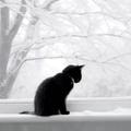 雪