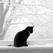 雪