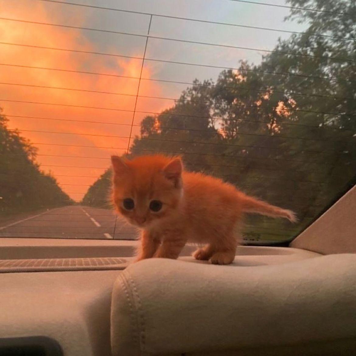 【Free】流萤之舞