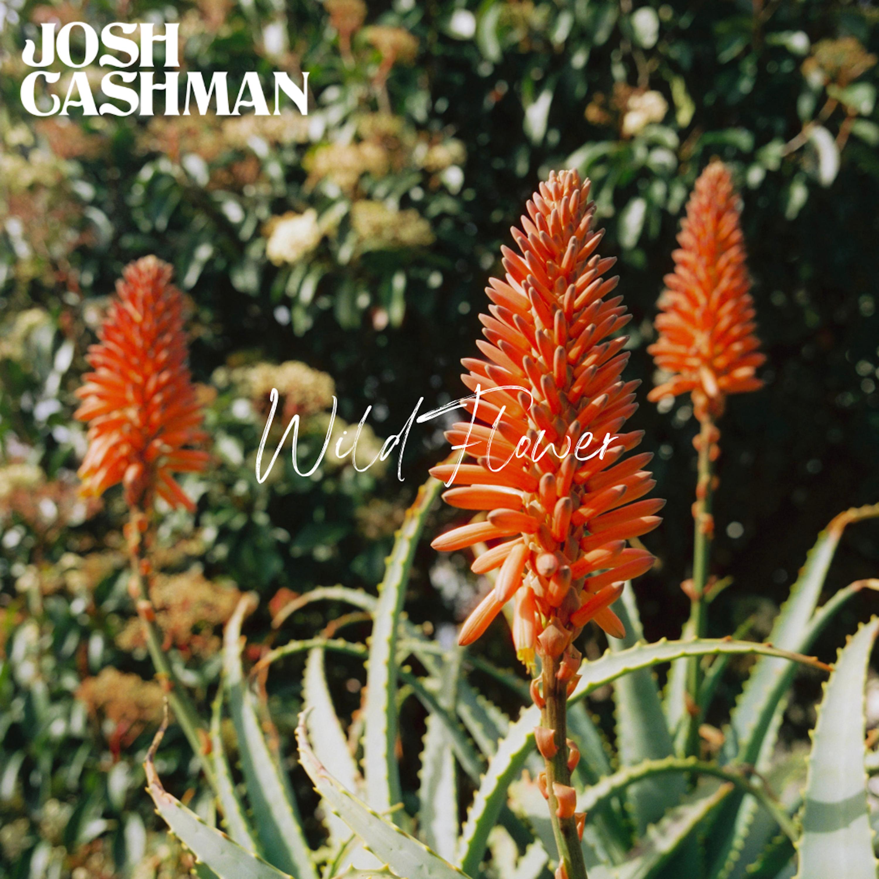 Josh Cashman - Rose Petal Rebel