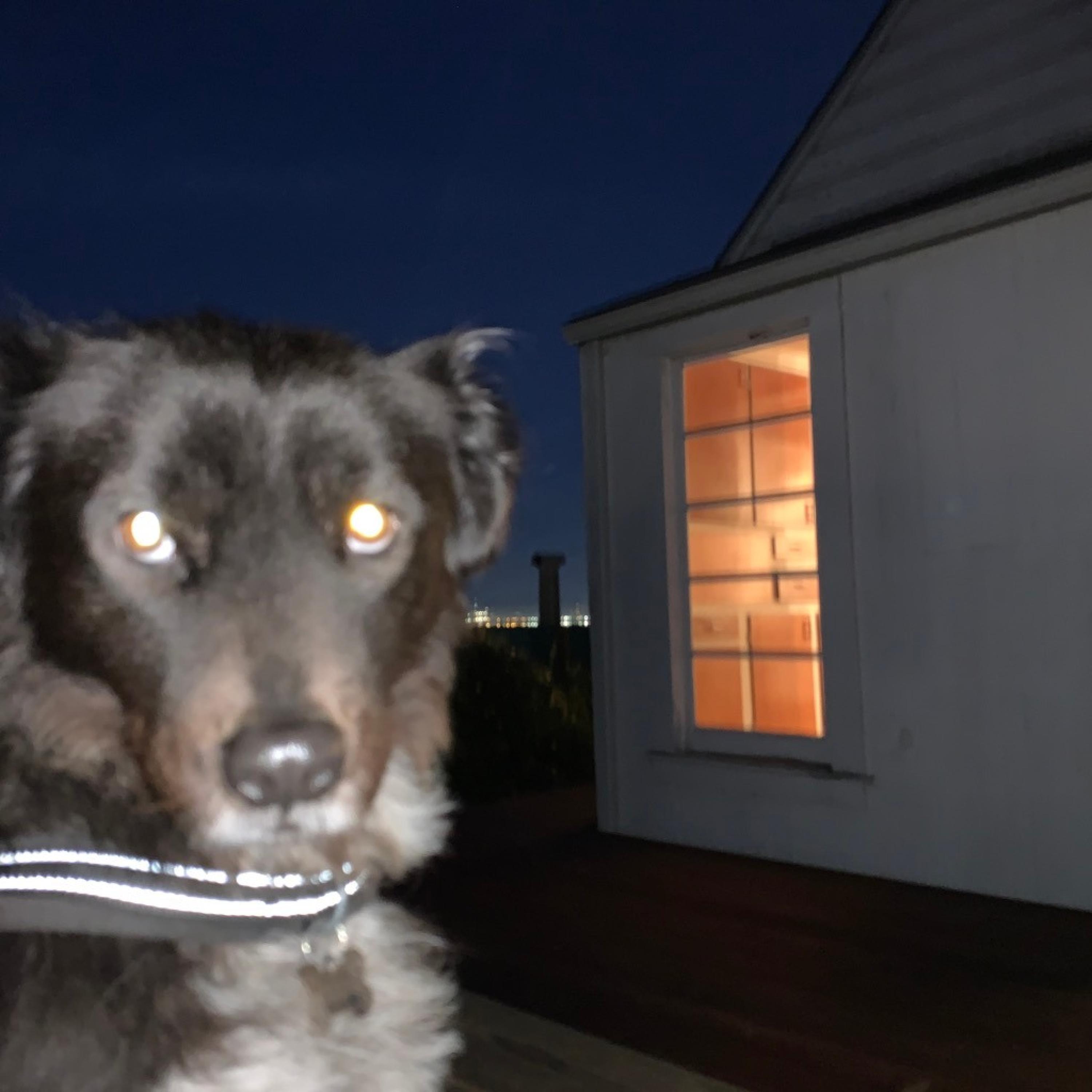 gun (mimics gate + massi)