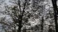 dead leaves and the dirty ground (white stripes cover)专辑