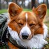 Canciones para que los perros duerman - Música Ambiental De Maravillosos Ladridos