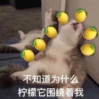 不知道为什么柠檬它围绕着我