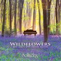 Wildflowers专辑