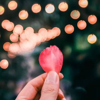 你是落入凡间的天使| 持续更新