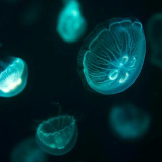 美梦沦陷