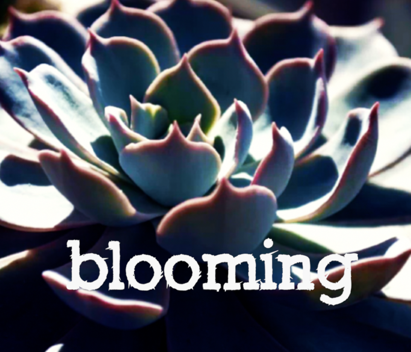 Blooming专辑