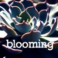 Blooming