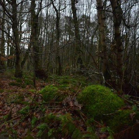 elizabeth Veldon - two fawns crash through the woods ahead of us