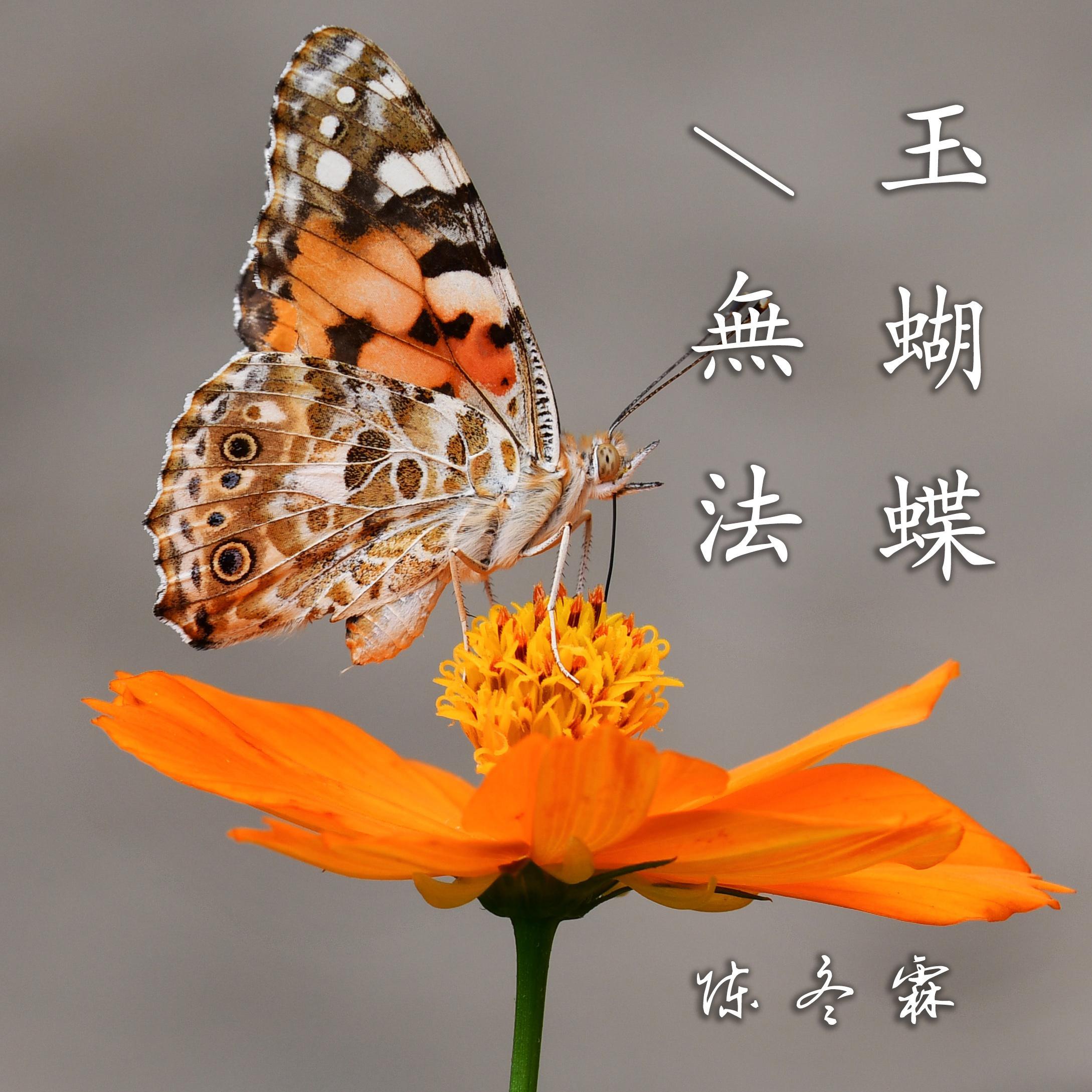 玉蝴蝶/无法