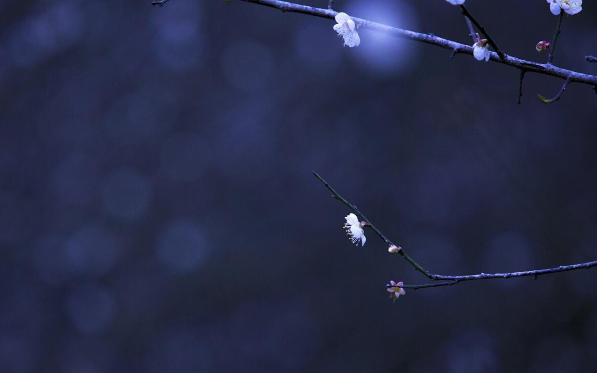 观梅易专辑