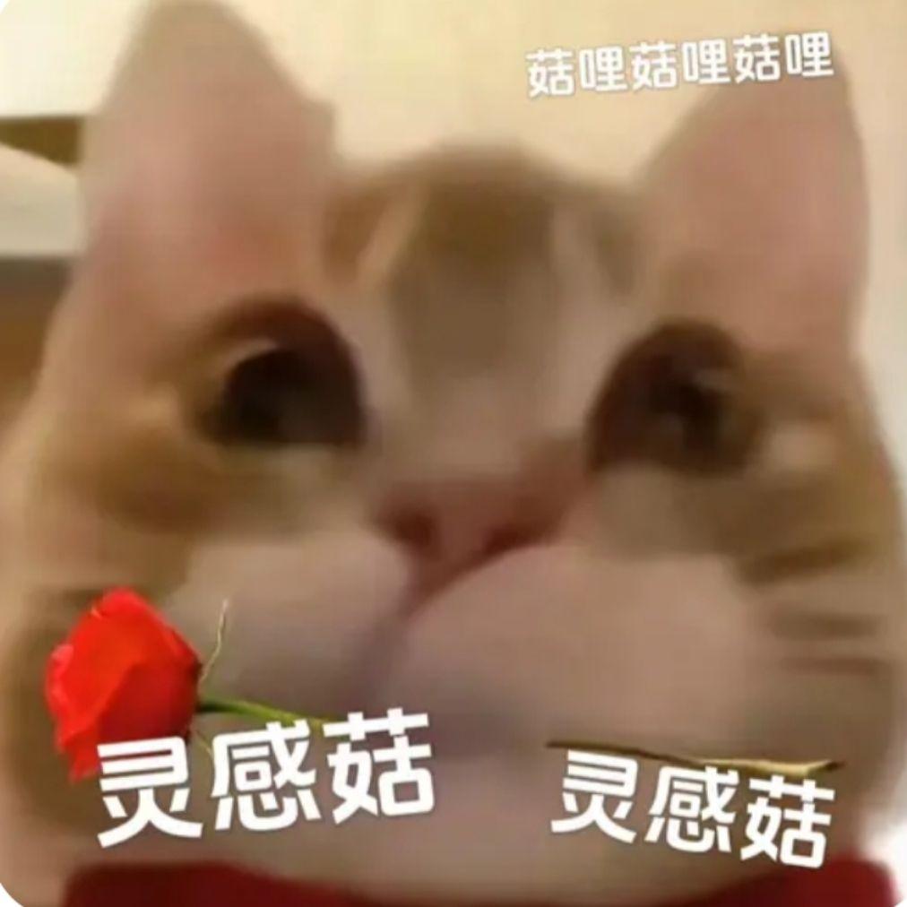 灵感菇 linga guli guli