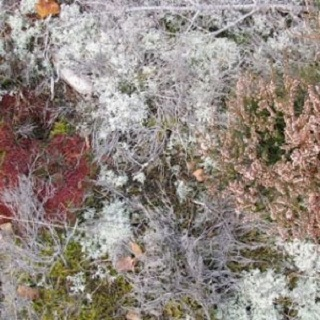 Mycorrhizae Realm