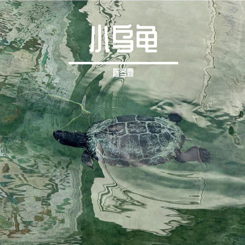 小乌龟