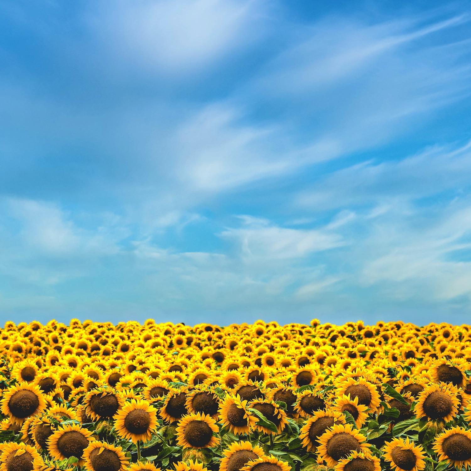 Sunny Day (Blue Blue Sky)