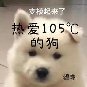 热爱105℃的你【狗狗生快】