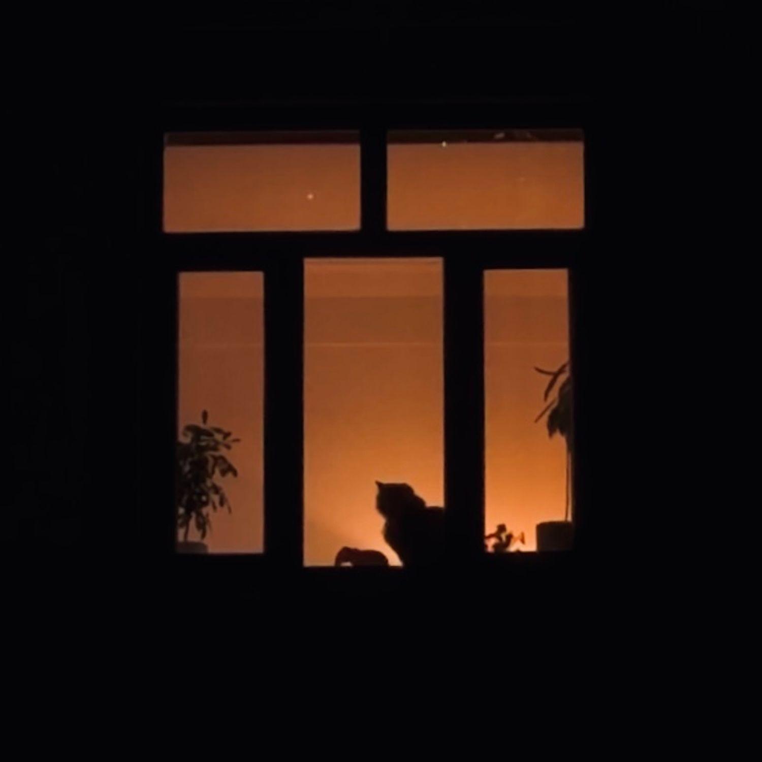 梦境里的猫
