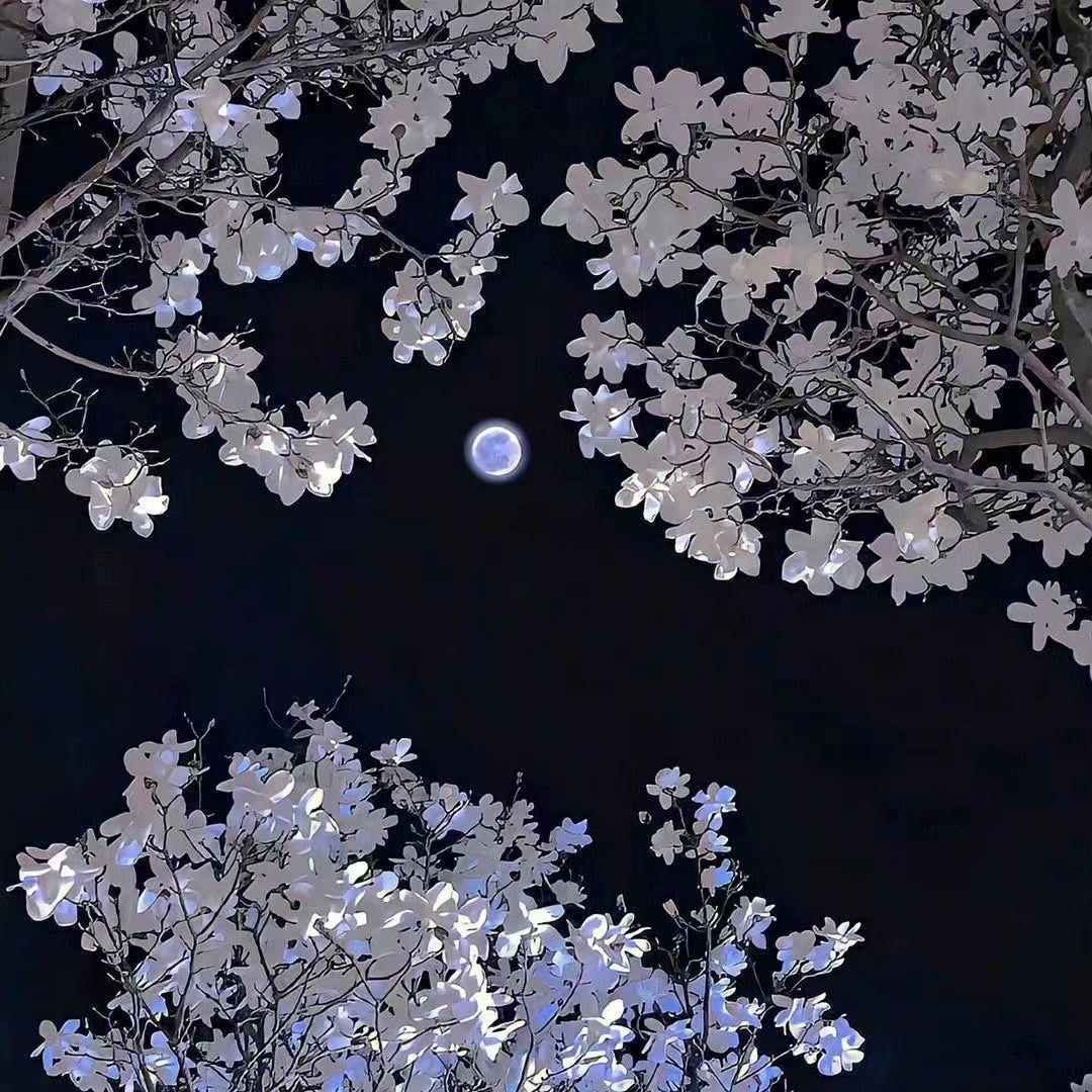 永恒燃烧的羽翼