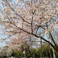 花飘雪