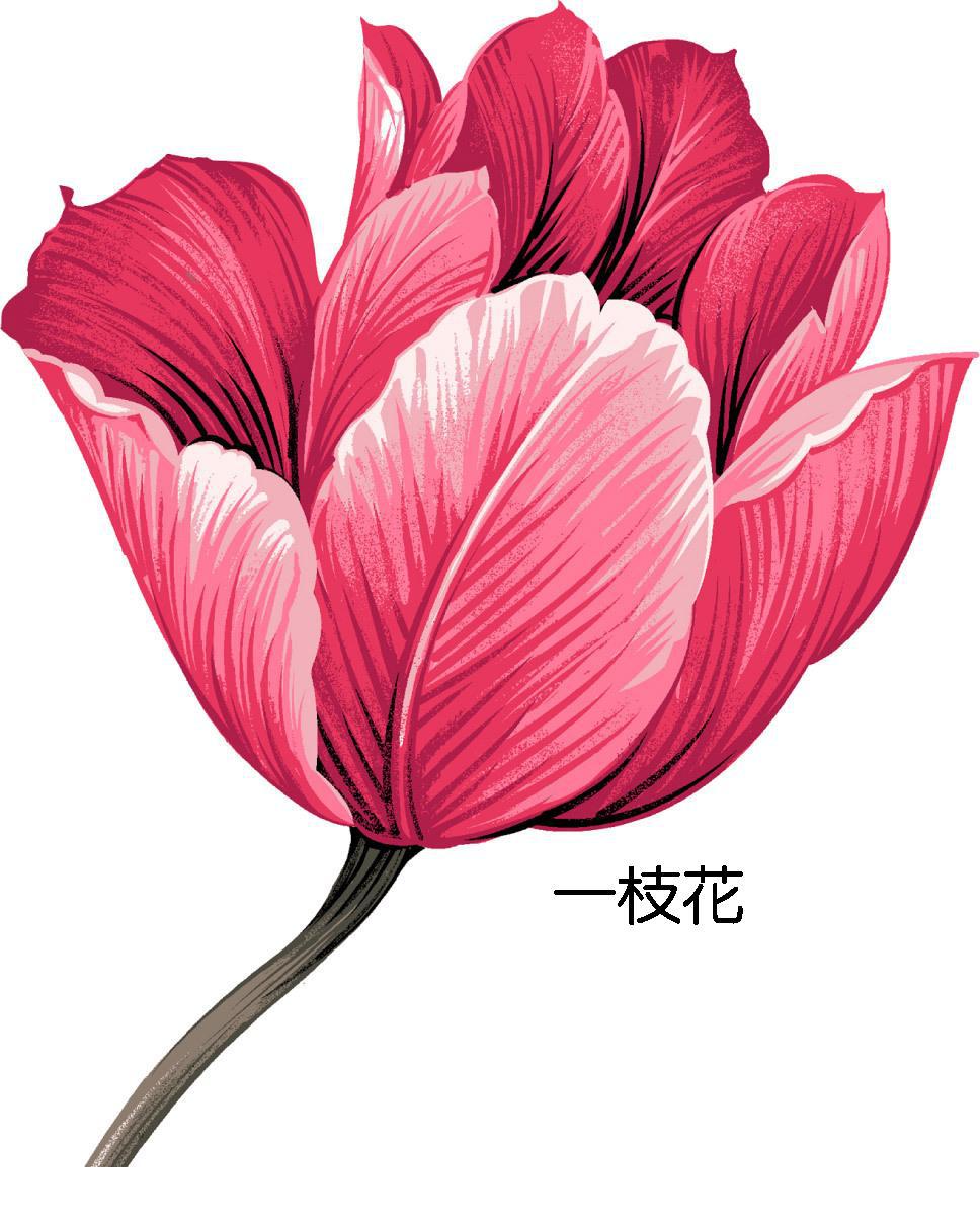 一枝花专辑