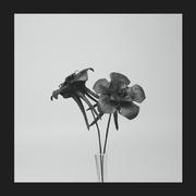 Dark Lotus专辑