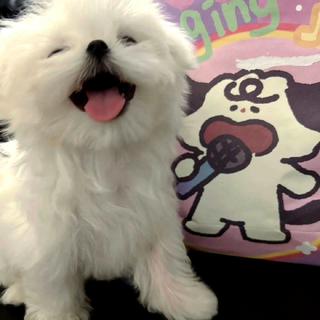 小甜歌|暧昧值拉满|极限拉扯上头BGM