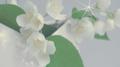 Jasmine Flower专辑