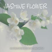 Jasmine Flower