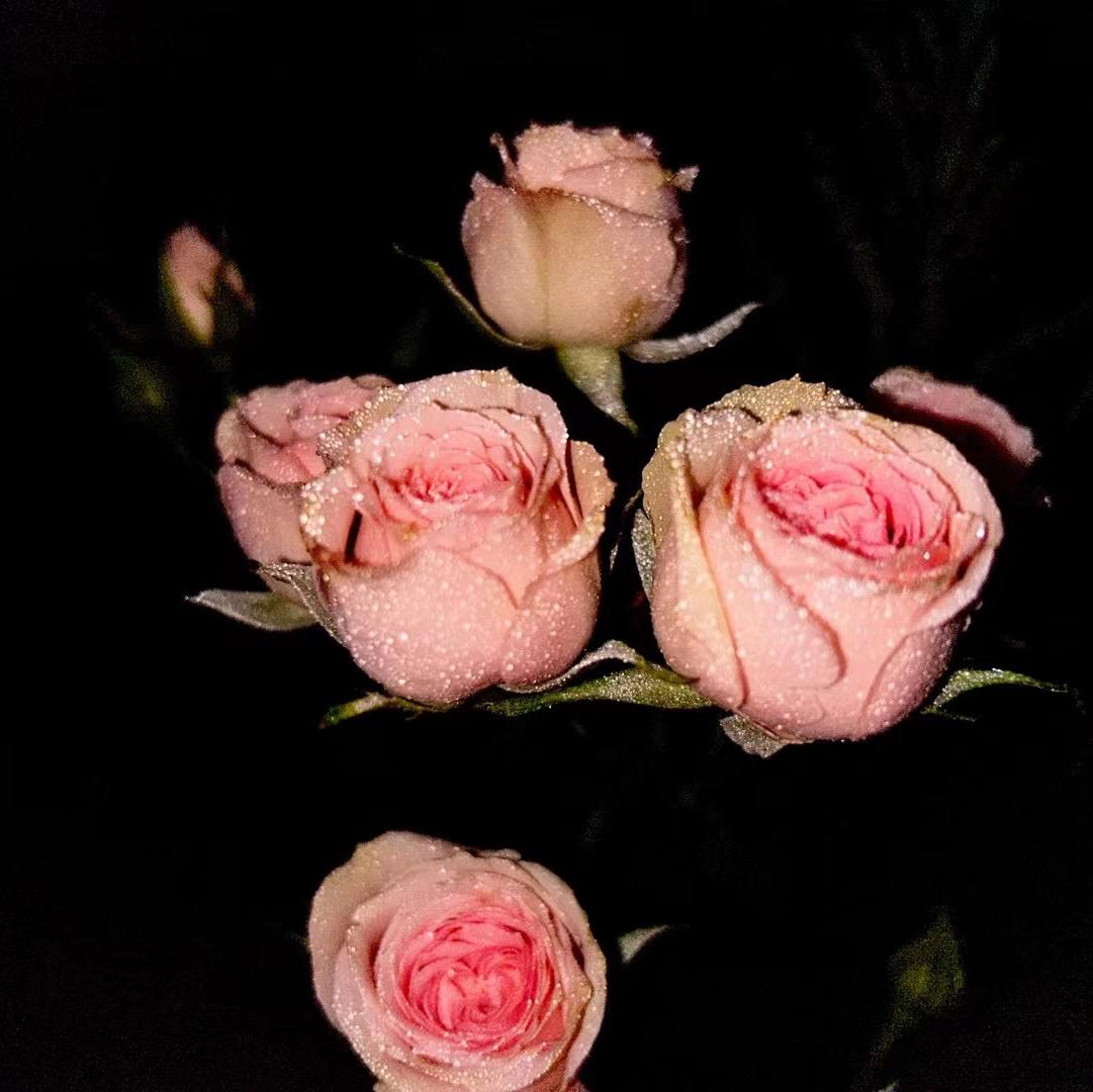 My rose