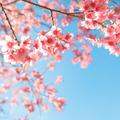 桜 Sakura（中日双声道）