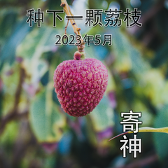 种下一颗荔枝 - 2023年5月