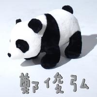 郑俊弘 - 熊猫(原版立体声伴奏)版本2