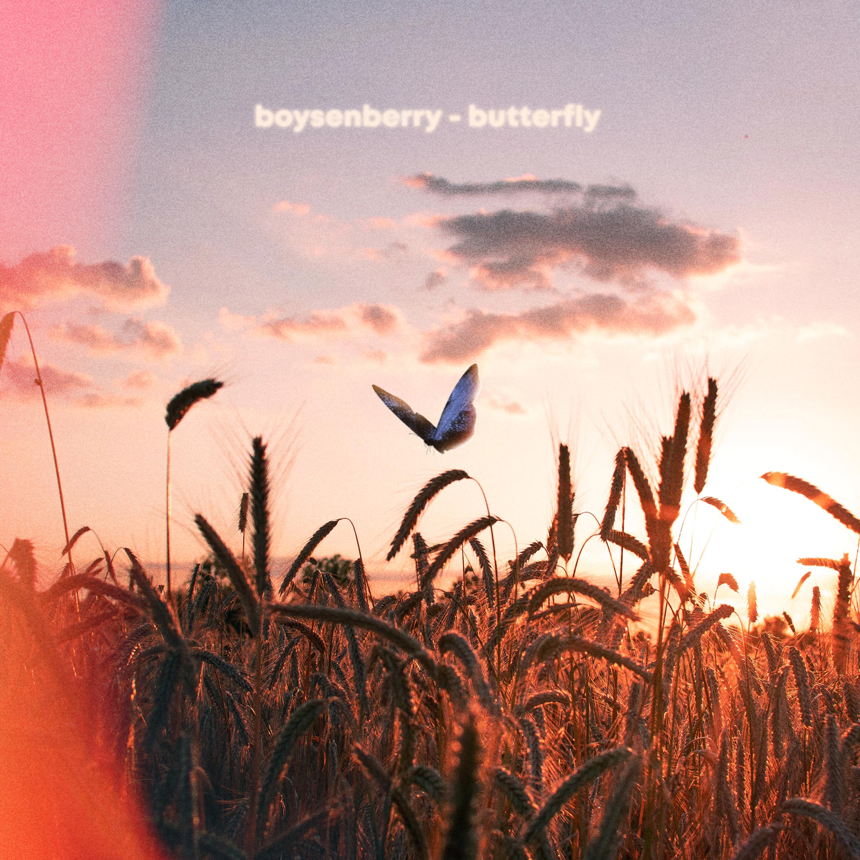 butterfly