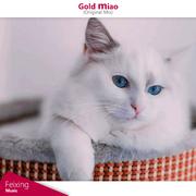 Gold Miao专辑