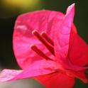 Bougainvillea