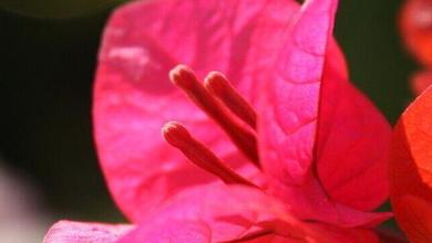 Bougainvillea