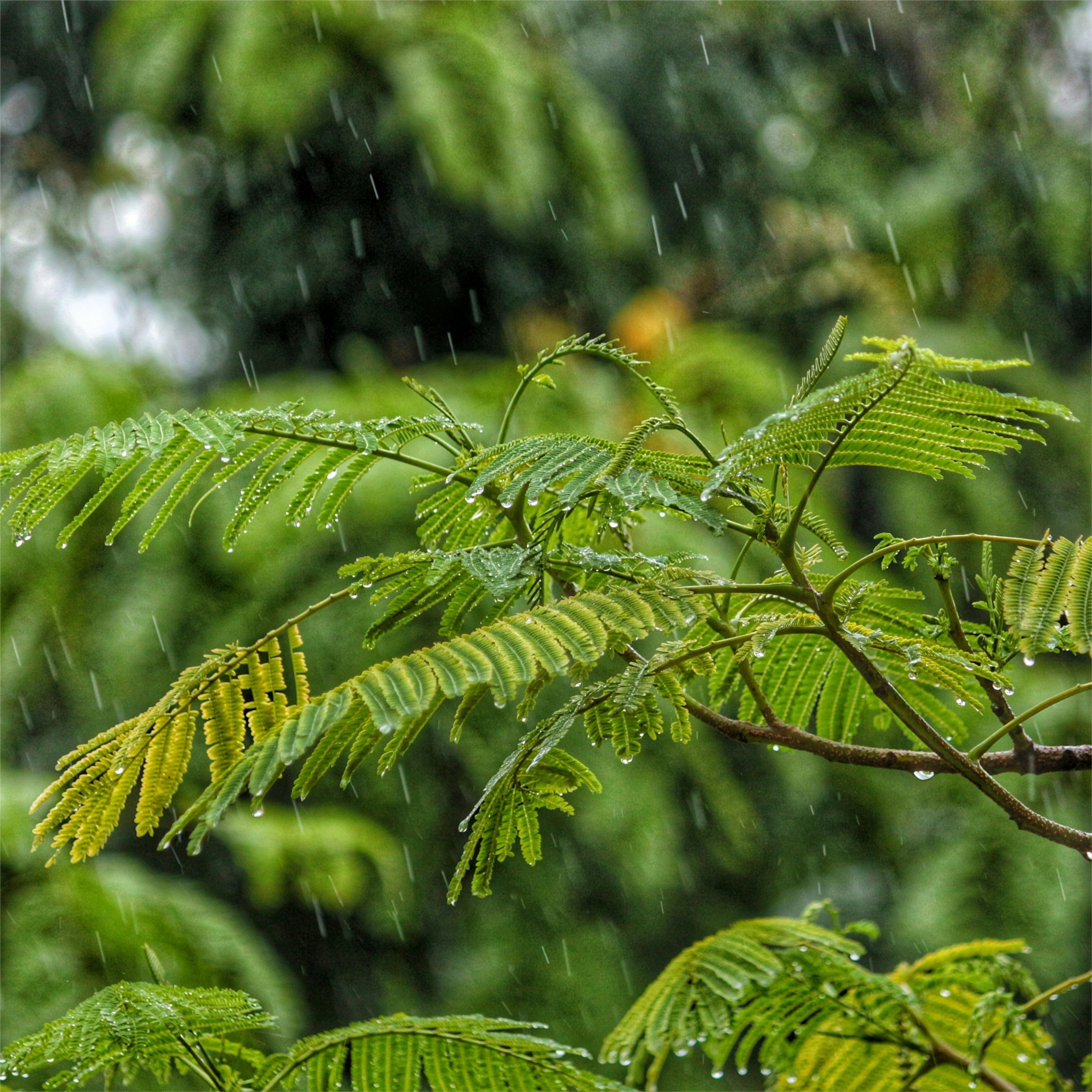 雨写的情书（纯音乐）