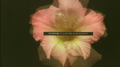 Pleasure & Romance专辑