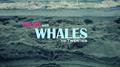 Swim With Whales (Demo)专辑