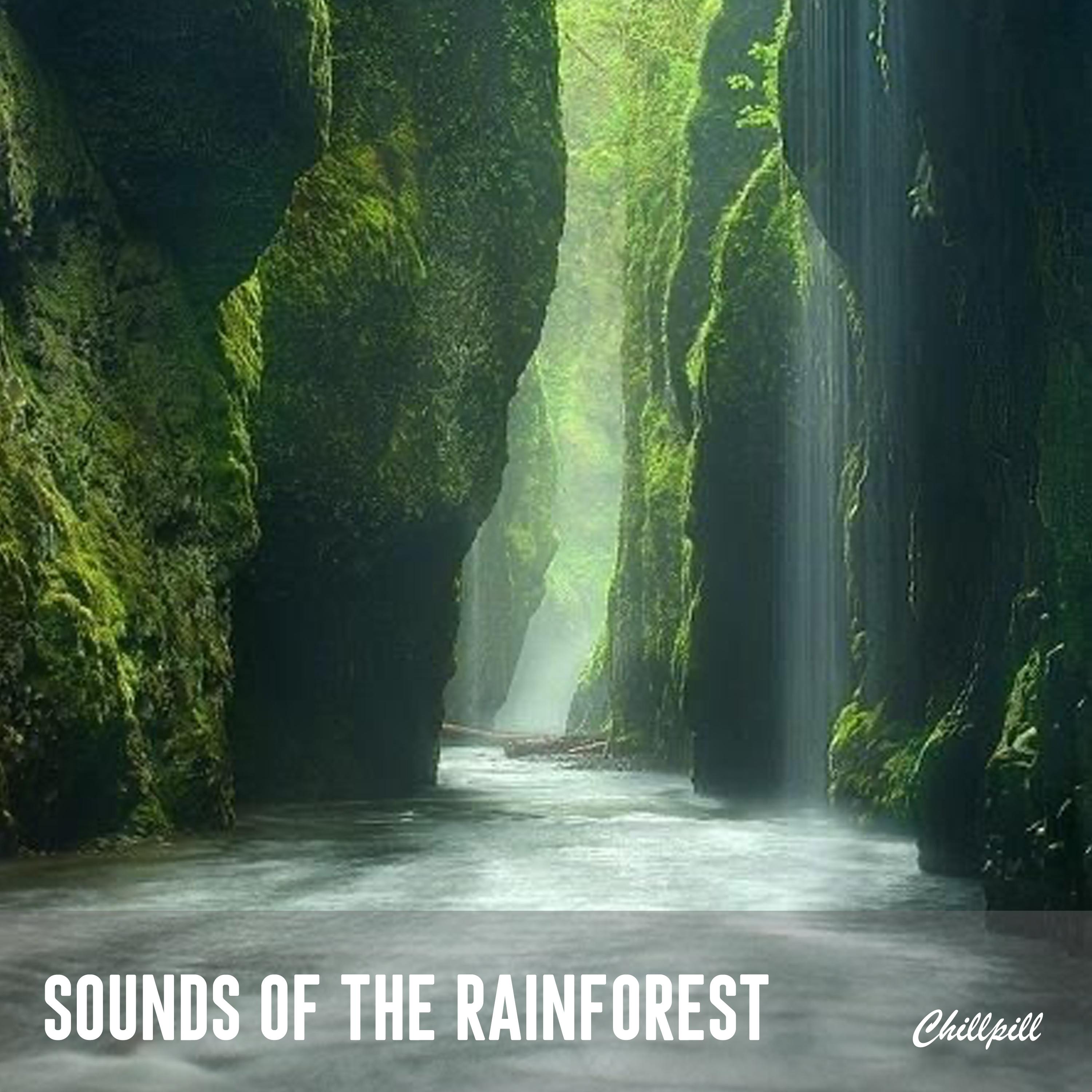 Sounds of the Rainforest