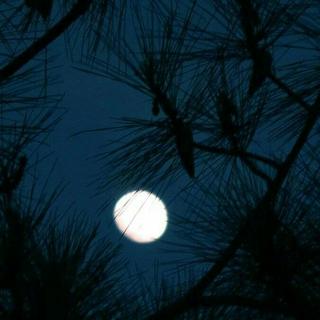 纯音｜夜晚孤独患者治愈系