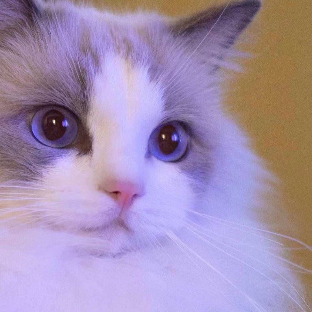 猫系女友封面