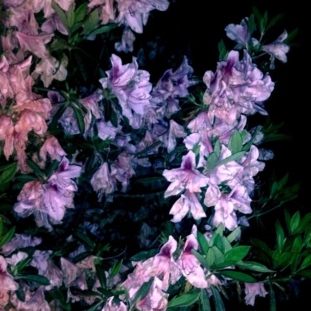 Leaves Painted Purple [Expanded]