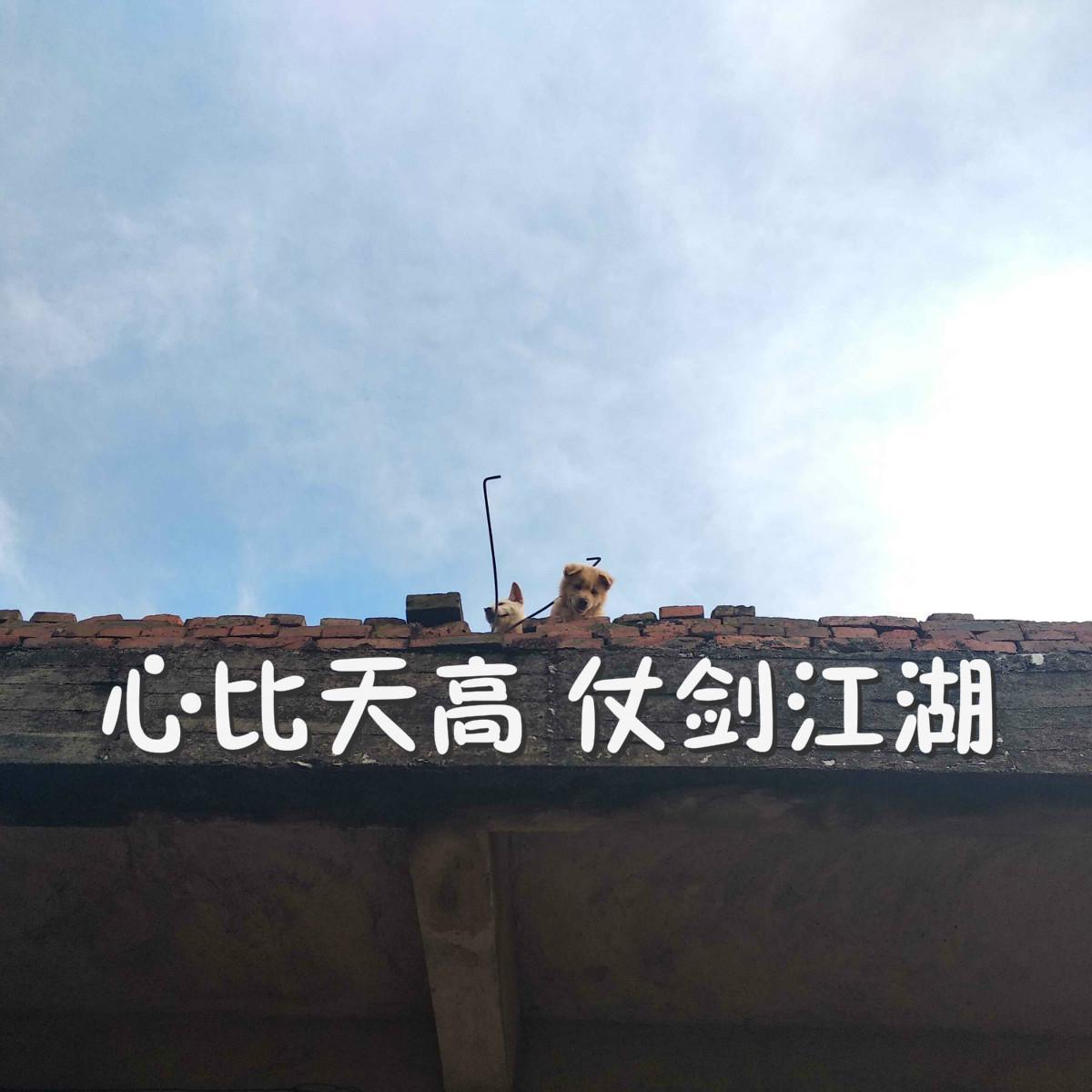 醉江湖
